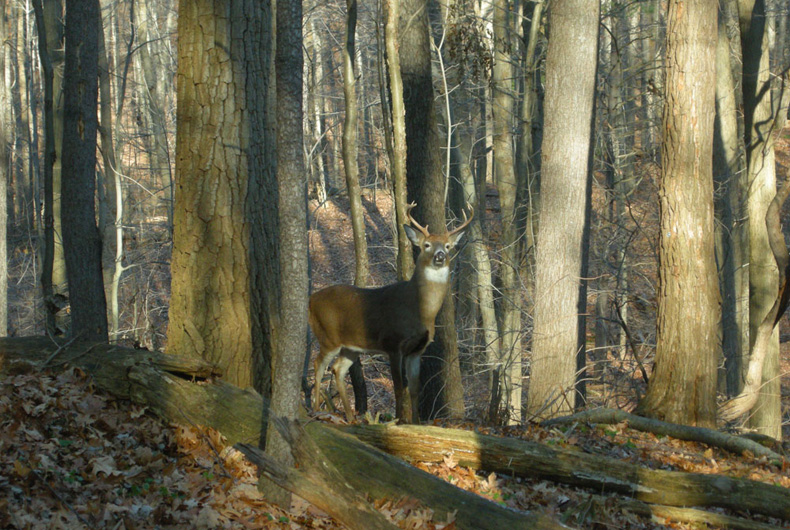 The Tankchair Can be a Helpful Hunting Tool